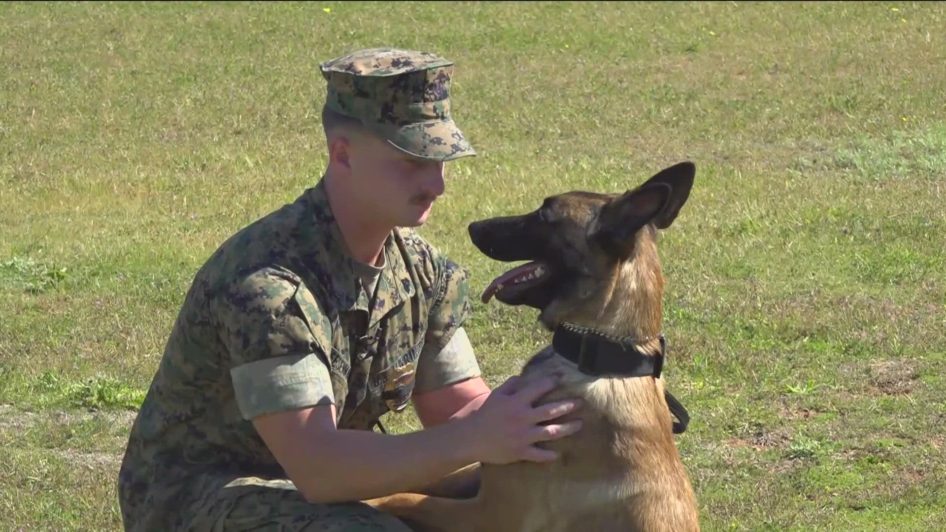 Military dog kennels in San Diego open doors after Inspector General's ...