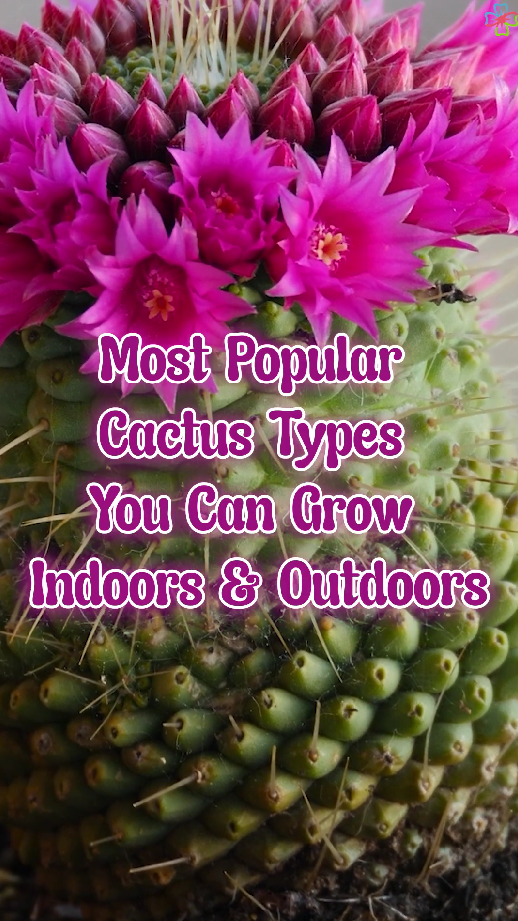 Best cactus varieties loved by plant enthusiasts everywhere