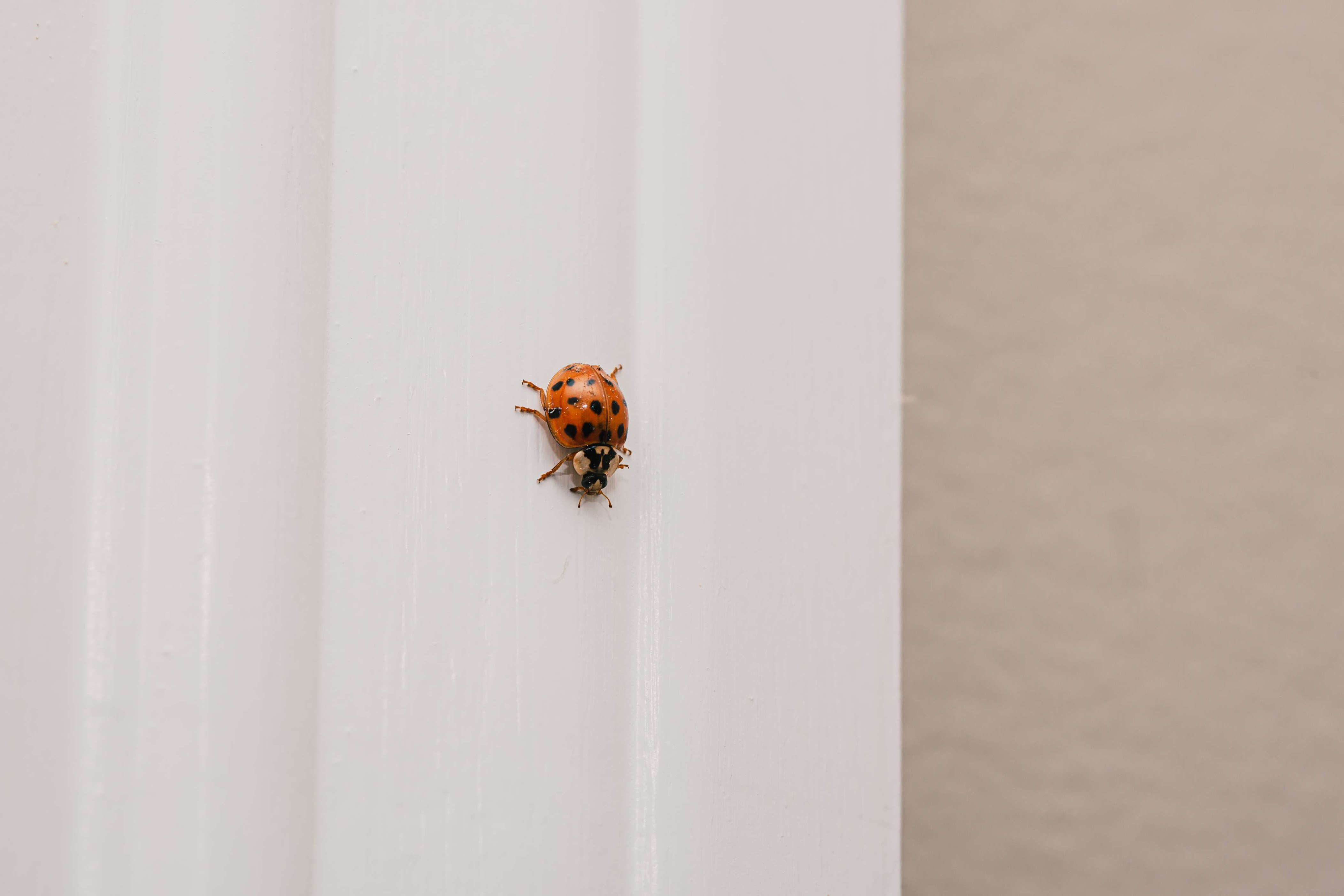 Why are there so many ladybugs in my house this spring?