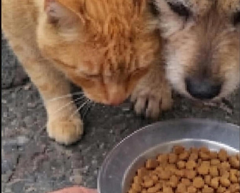 Il gattino che guida un cane cieco fino al cibo: la scena filmata in ...