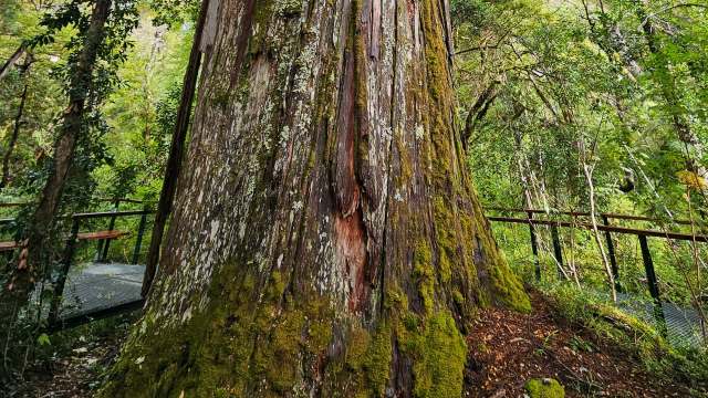 Scientists find hidden world under one of the oldest trees