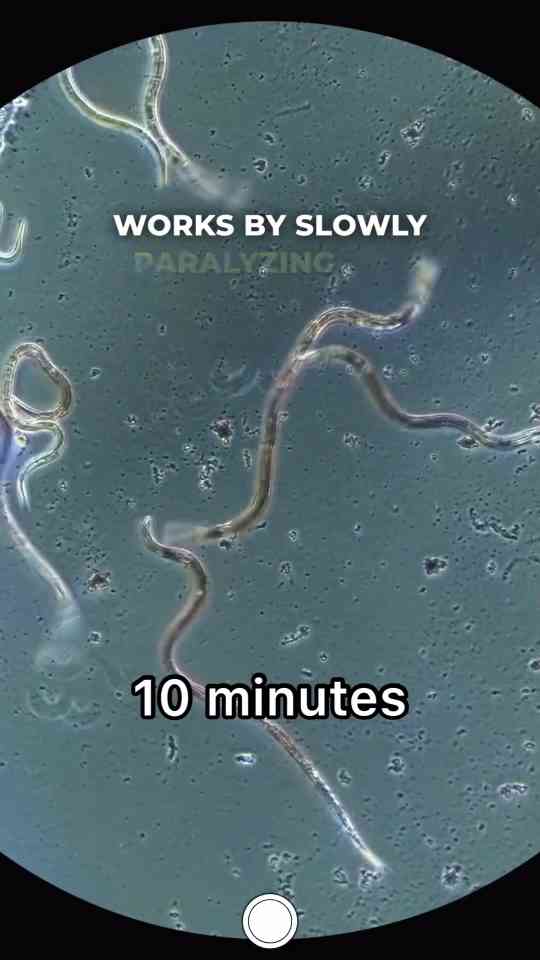 Dewormer vs. worms, the ultimate showdown