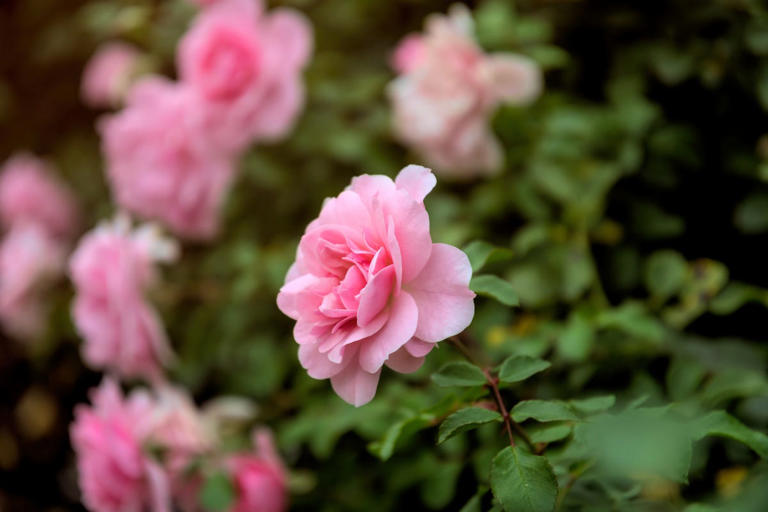 'Nostalgia gardening' is blooming this spring – here's why
