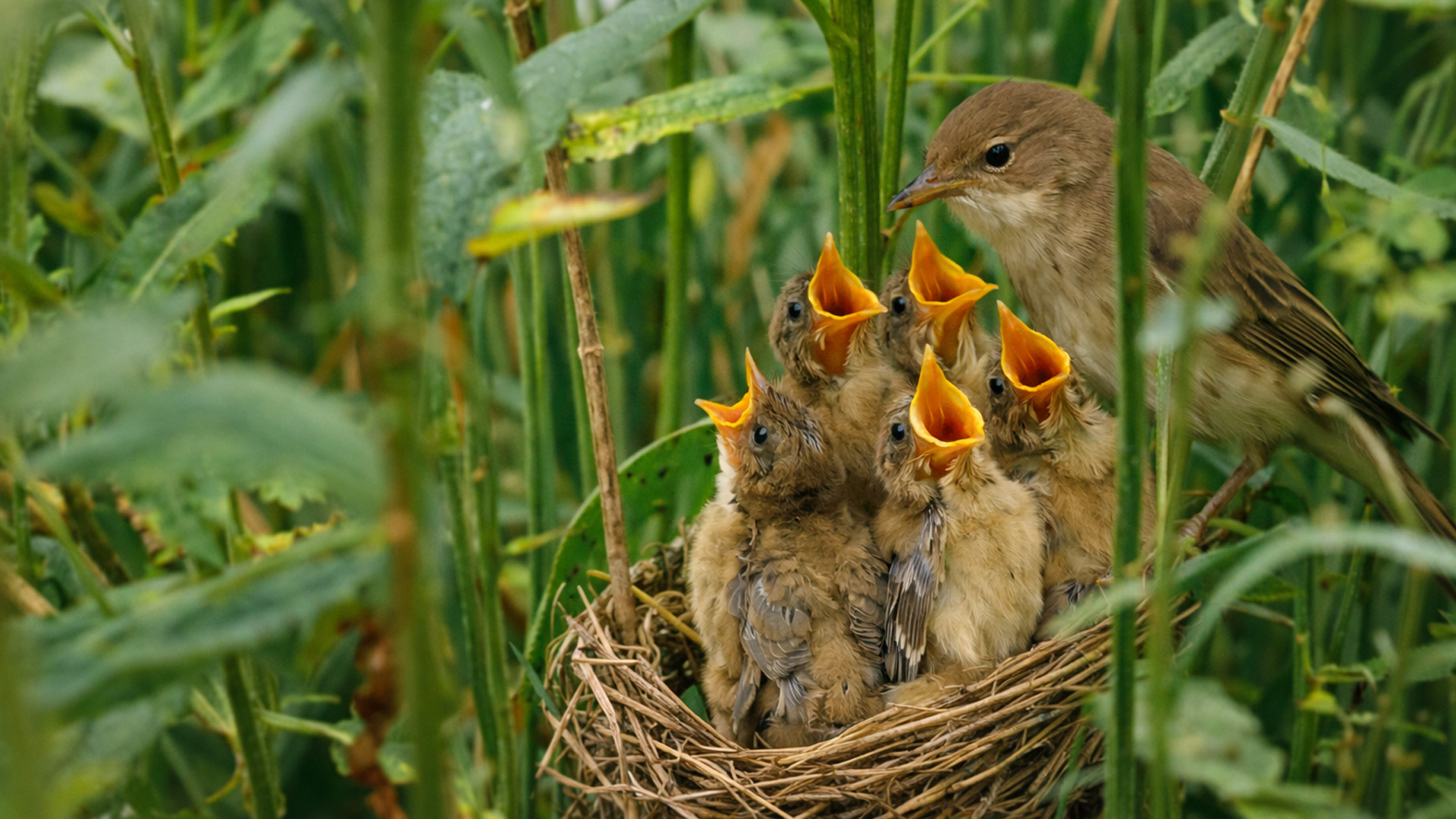 A mother bird feeds her hungry babies on camera