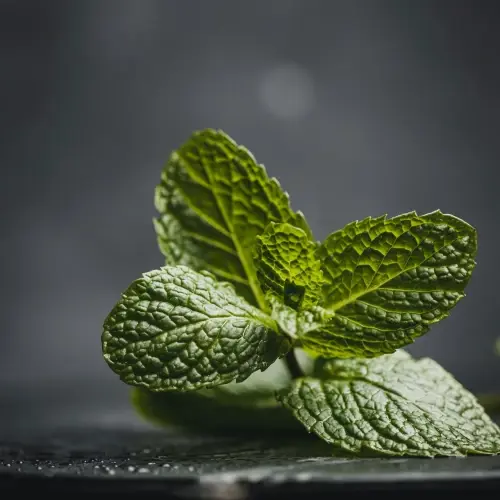Ketahui manfaat daun mint untuk kesehatan