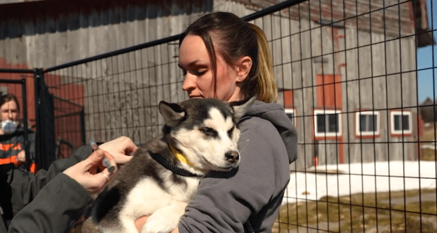 Dozens of dogs in Hyde Park rescued from unsanitary conditions
