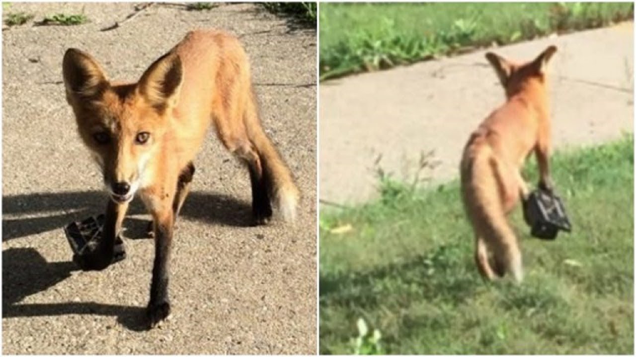 This poor fox got his paw caught in a rat trap, and local people couldn ...