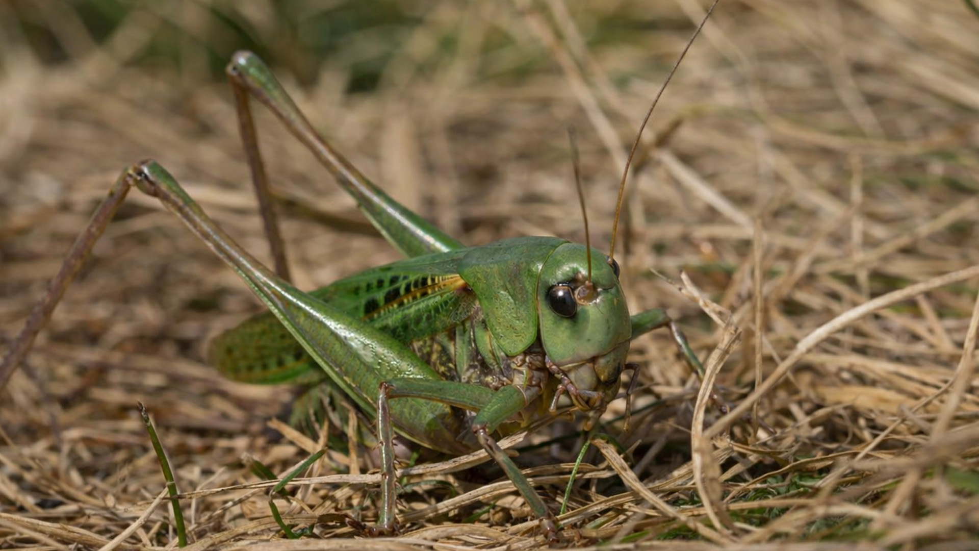 What this tiny camera found in the grass