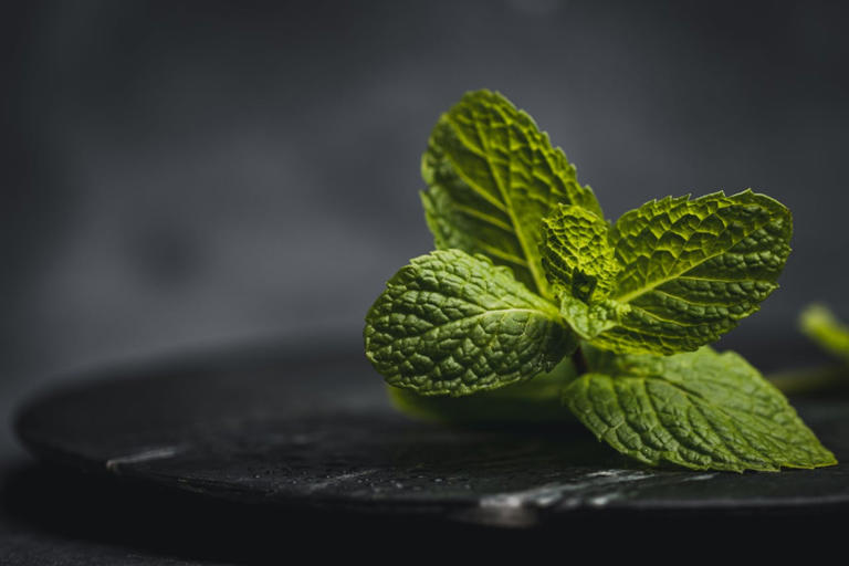 Ketahui manfaat daun mint untuk kesehatan