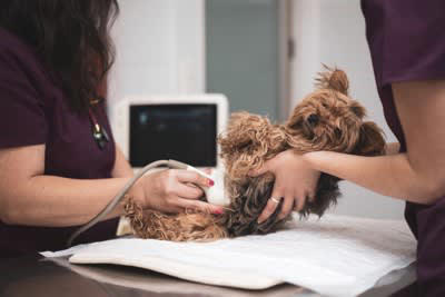 愛犬の「慢性腸症」のタイプは変わる？治療の再評価が重要な理由【最新研究を獣医が解説】