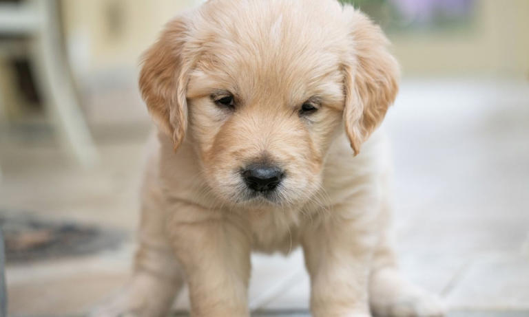 Estas son las 2 mejores razas de perros para tener en casa si tienes ...