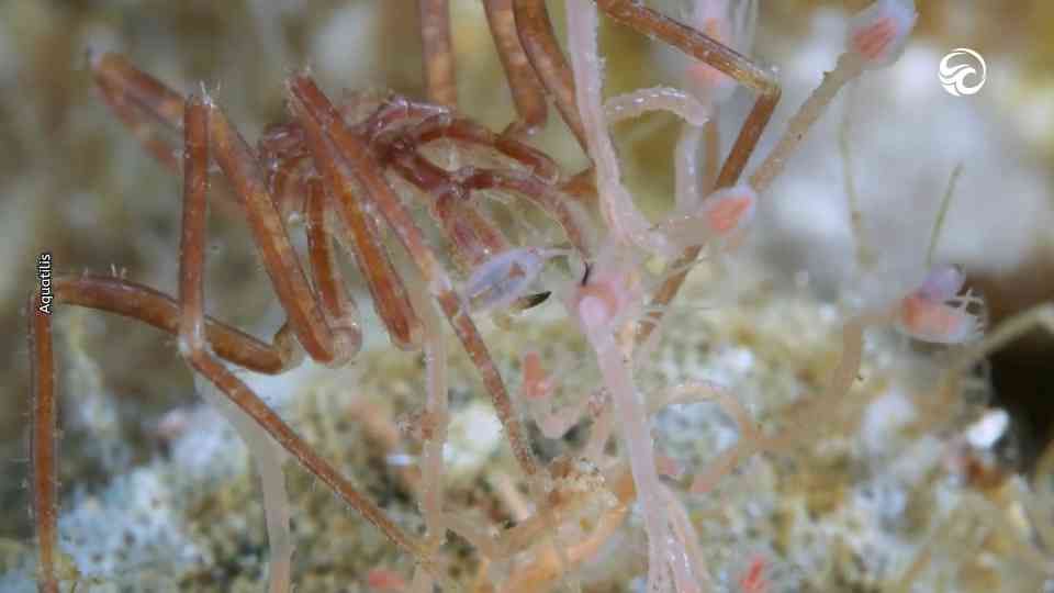 Deep sea spiders caught on camera