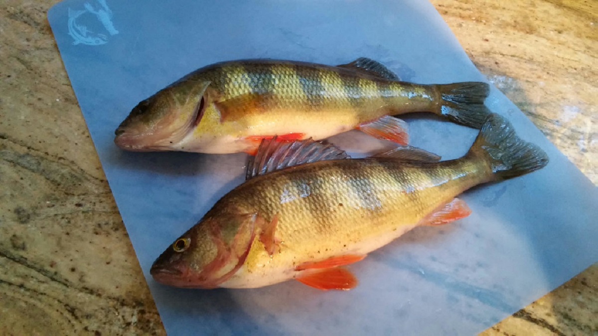 Yellow perch run heats up at Wayson's, Allen's Fresh