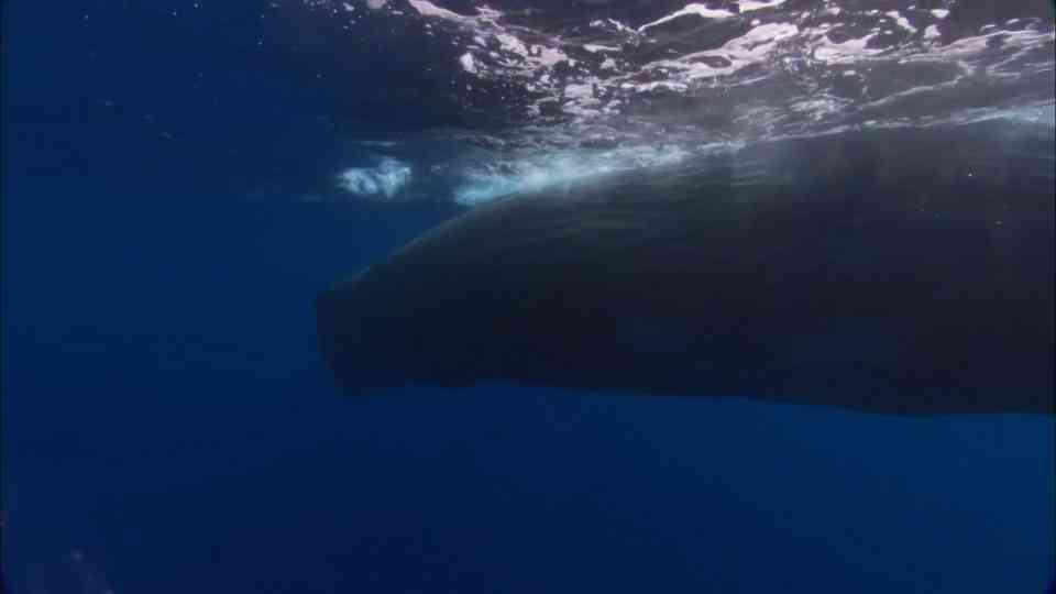 Watch giant creatures move through the deep ocean