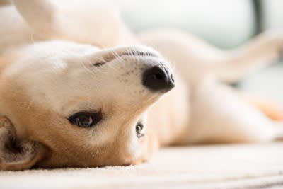 愛犬の「慢性腸症」のタイプは変わる？治療の再評価が重要な理由【最新研究を獣医が解説】