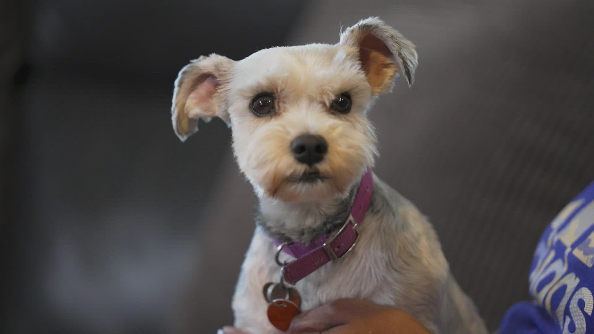 Adorable North Texas dog found over 1,000 miles from home, 2 years ...