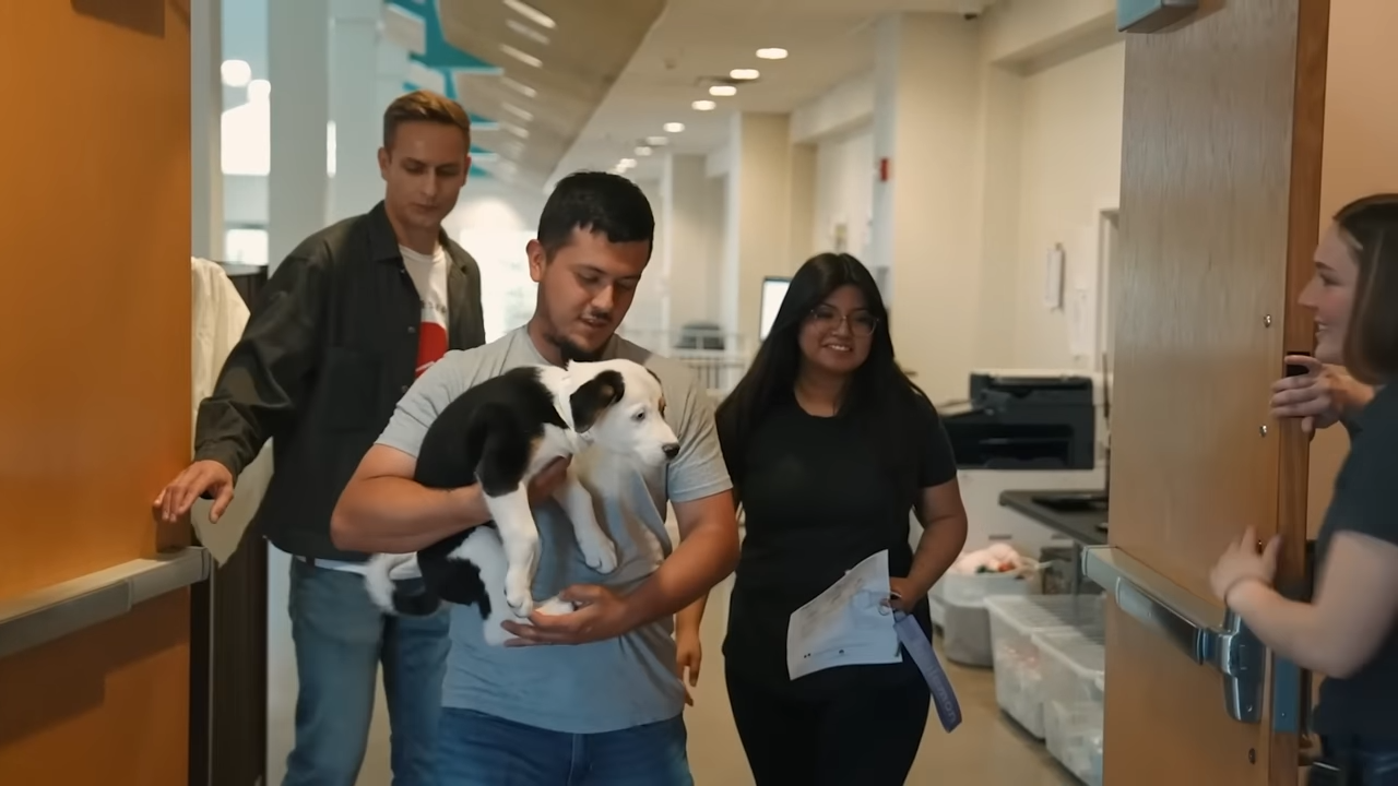 The emotional rescue mission that gave nearly 100 dogs a second chance
