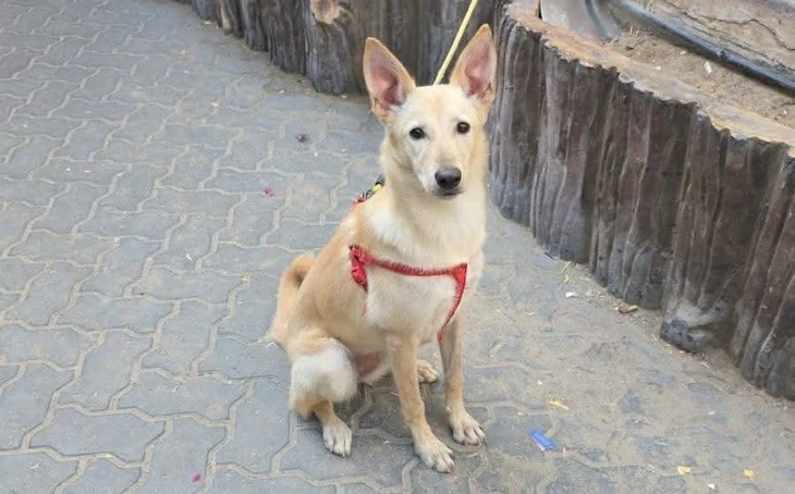 Thú cưng bị bỏ rơi, thậm chí bị an tử khi chủ rời đi vì chiến sự Trung Đông