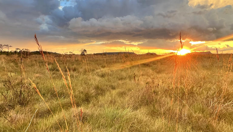 The secret superpower of Brazil’s vast savanna