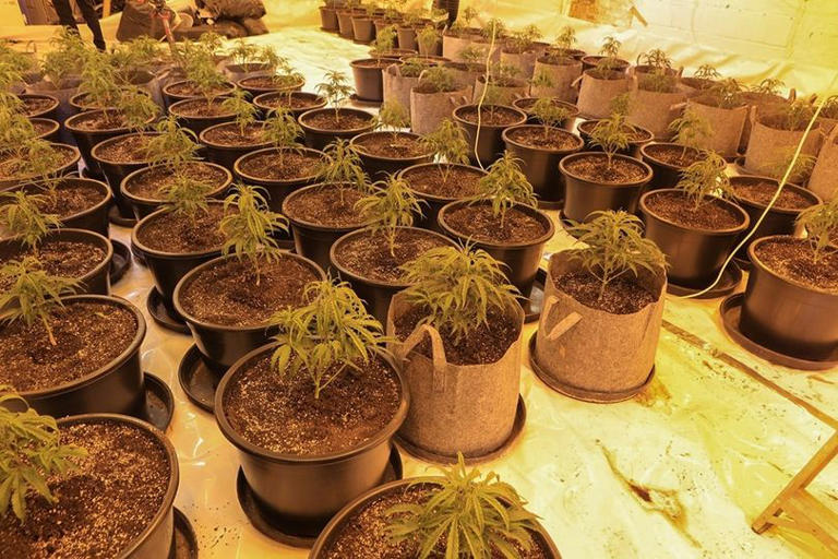 Inside a cannabis farm uncovered by police amid major Rochdale operation