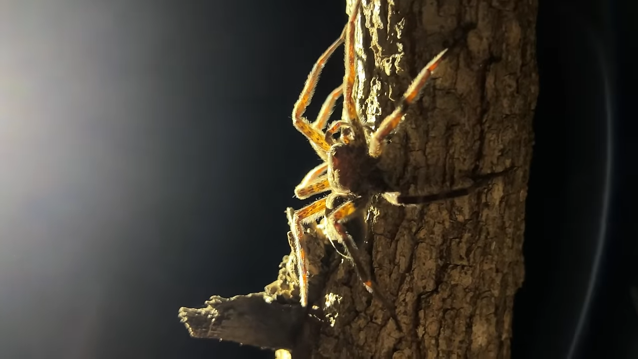 Are giant forest spiders dangerous - the bite that most people worry about