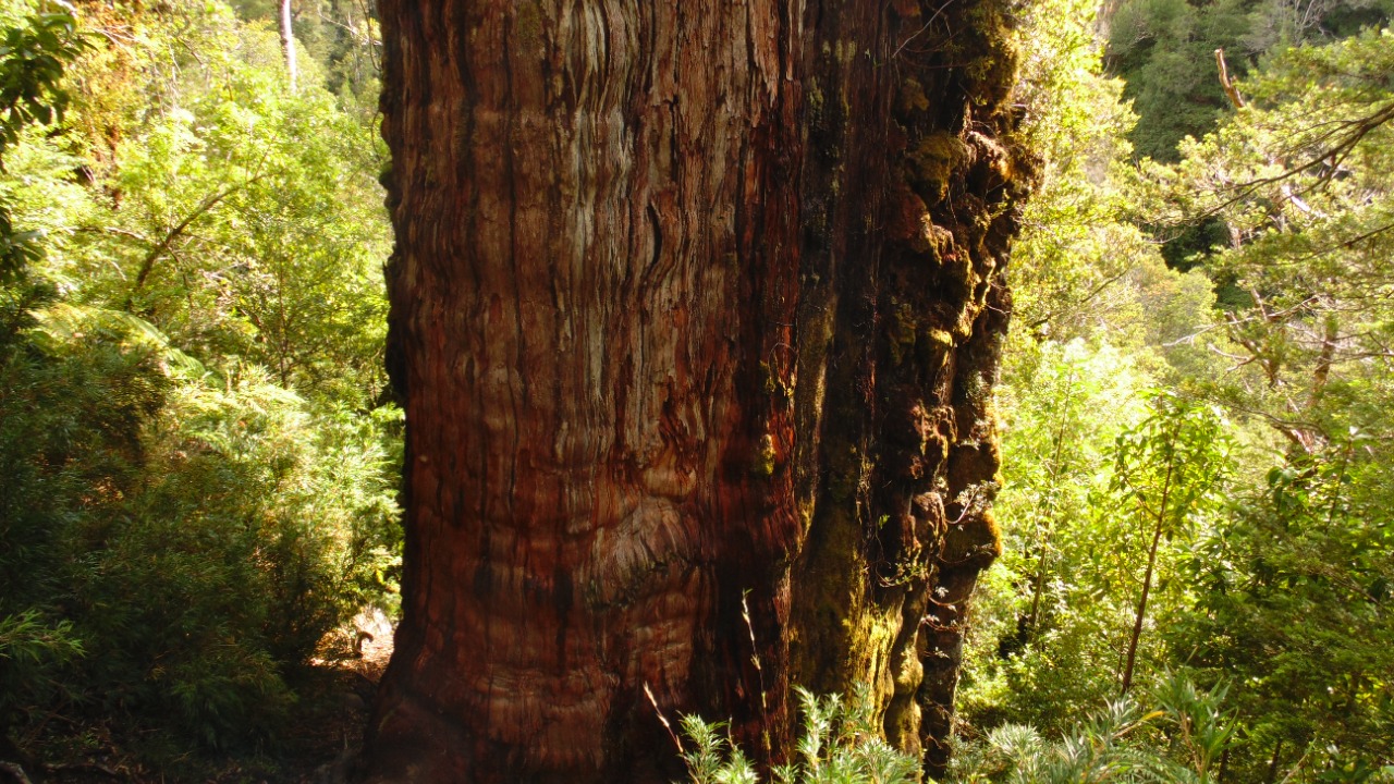 Soil under Chile’s ancient alerce tree revealed 300+ unique fungi