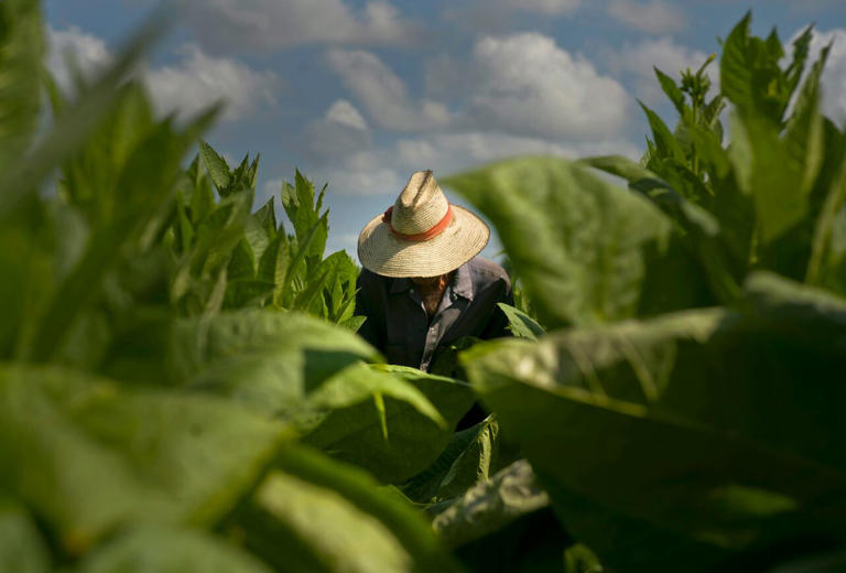 A picker collects tobacco leaves at a farm in Cuba's western province of Pinar del Rio. (Ramon Espinosa/The Associated Press)