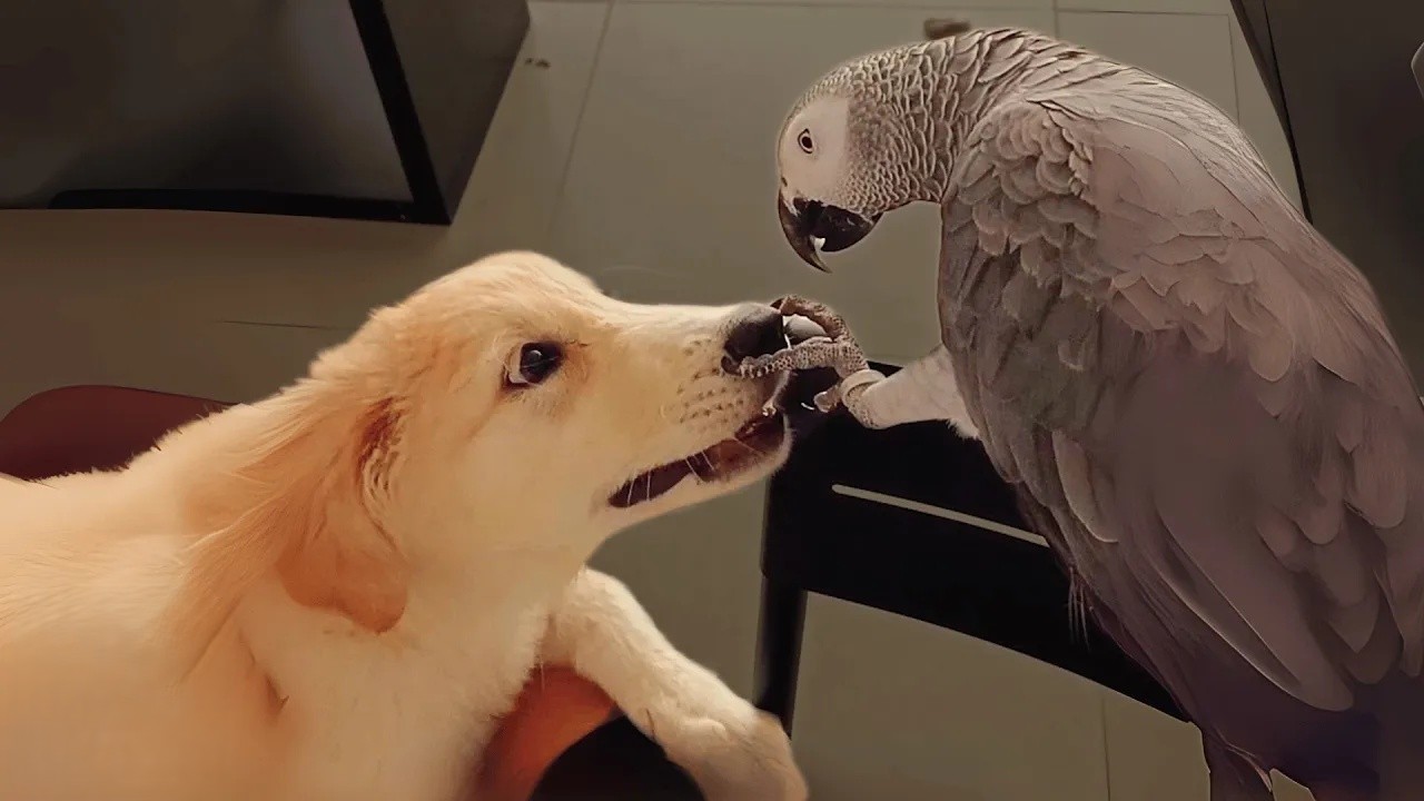 Parrot was jealous of the new puppy – until they became best friends