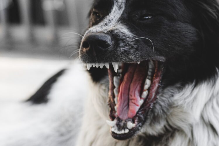 10 signs your dog doesn't like you very much
