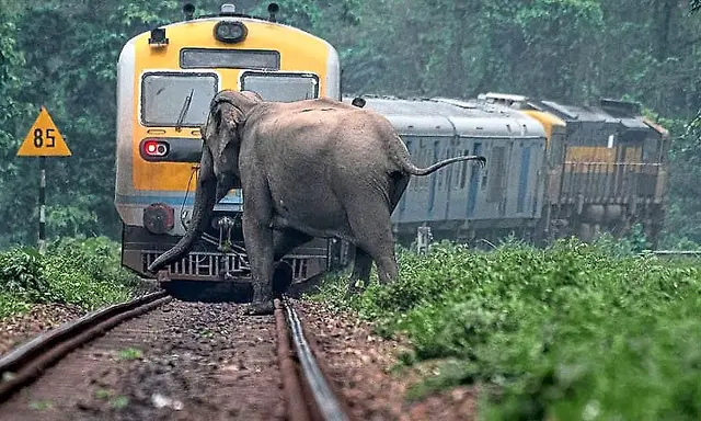 Over 110 sensitive railway stretches identified to curb elephant ...
