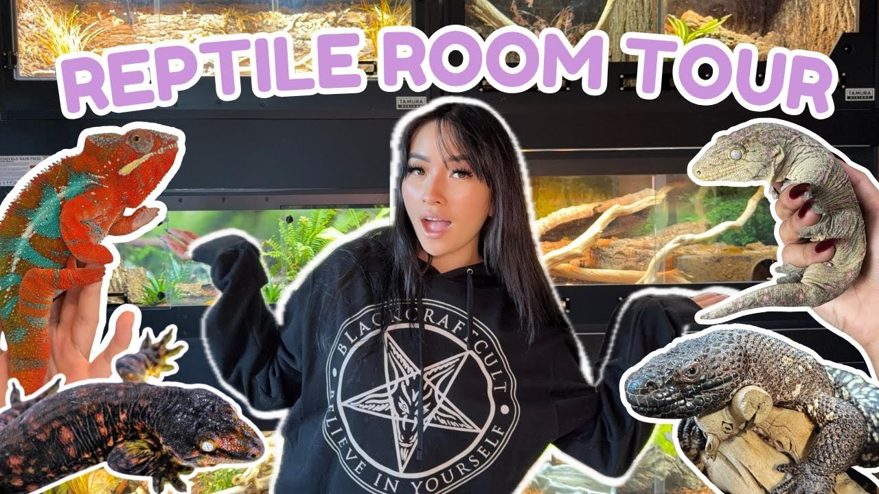 Inside a stunning reptile room filled with rare and exotic species