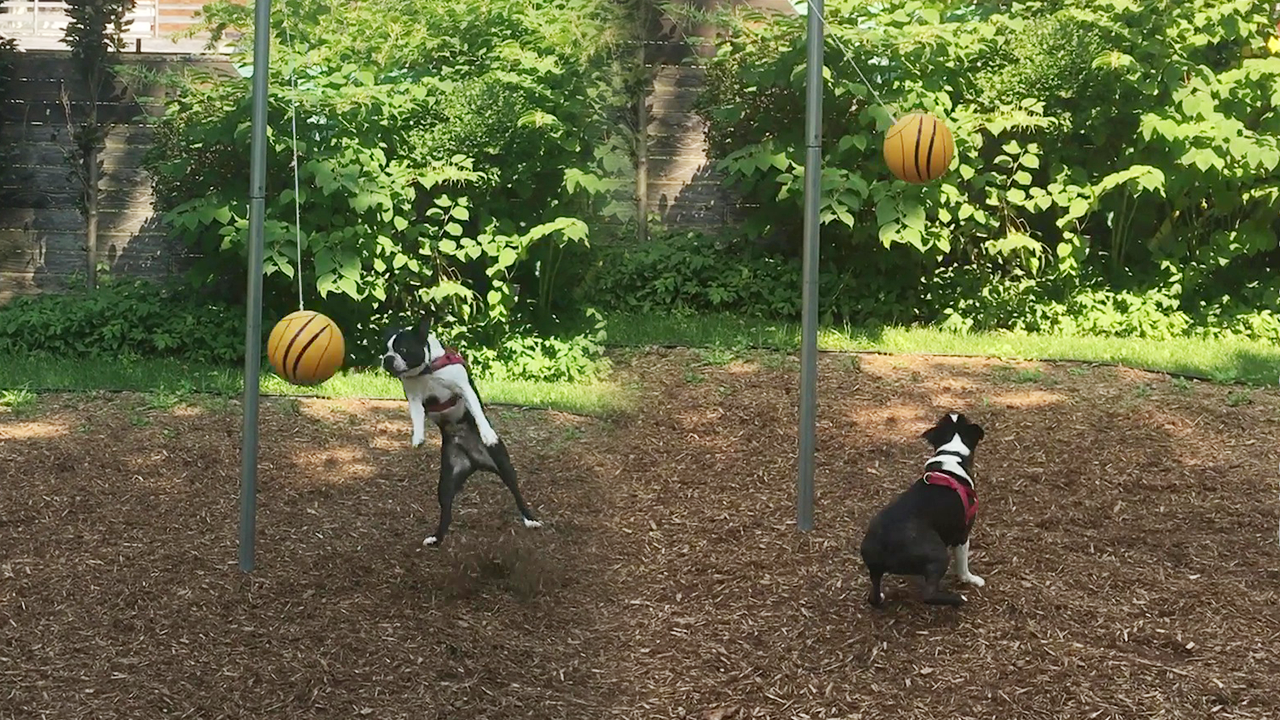 Excited dog has a blast playing tetherball for the first time