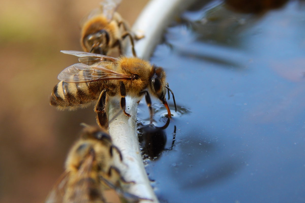 Experts find bees can breathe underwater in 'extraordinary' discovery
