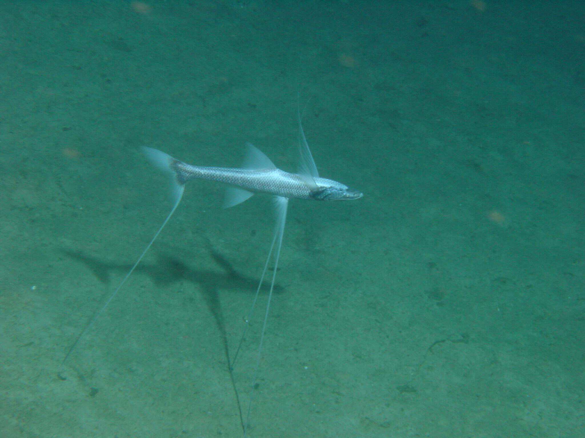 The fish that stands still and waits for the ocean to deliver its dinner