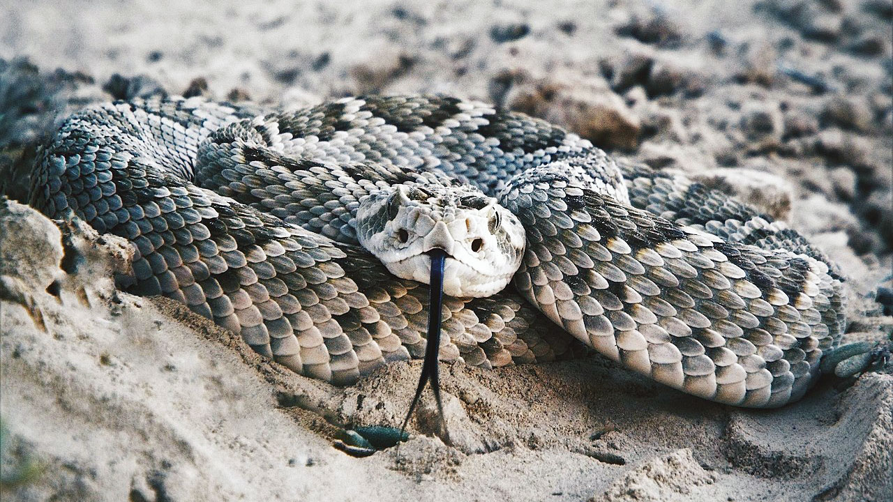 The venomous snakes that don’t rattle before they strike