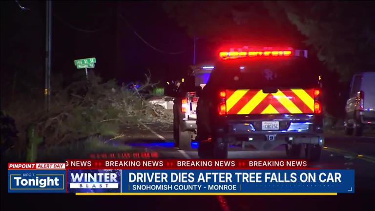 One killed after tree falls onto car in Monroe