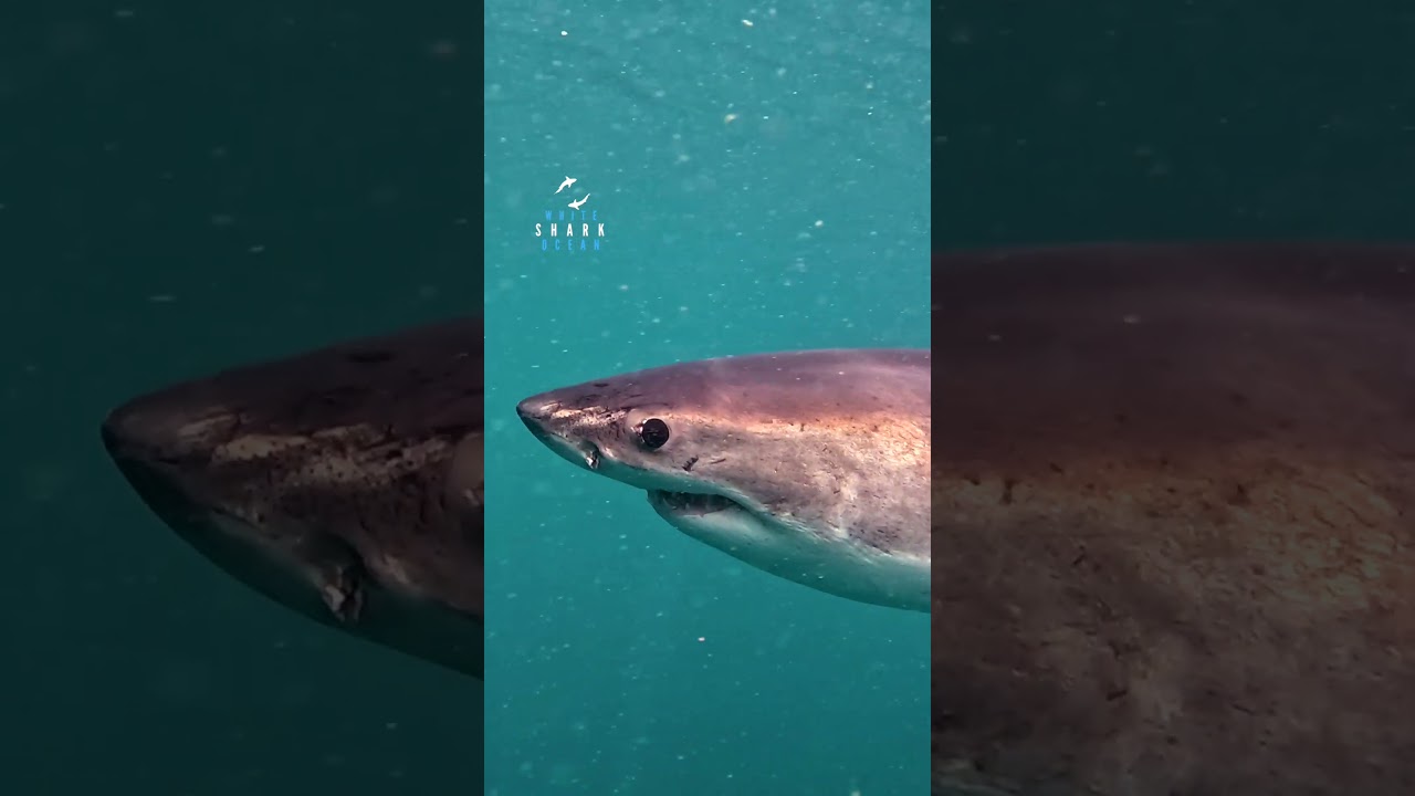 Great White Shark Cruising In From Far