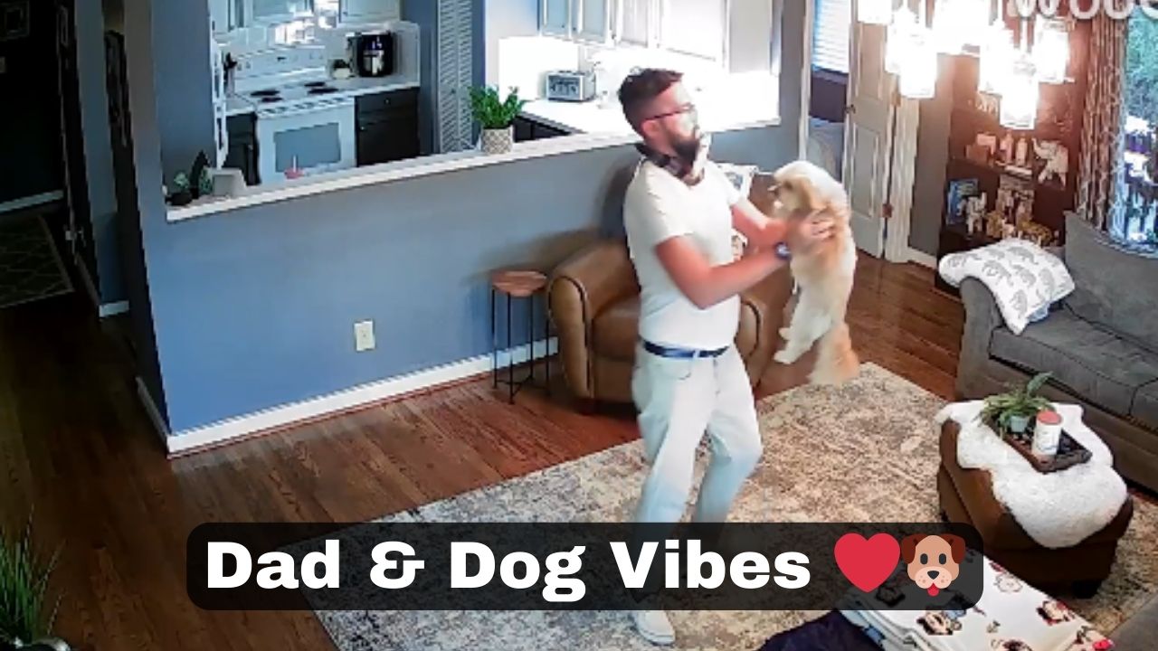 Human dad picks up his little good boy pup and spins him around ...