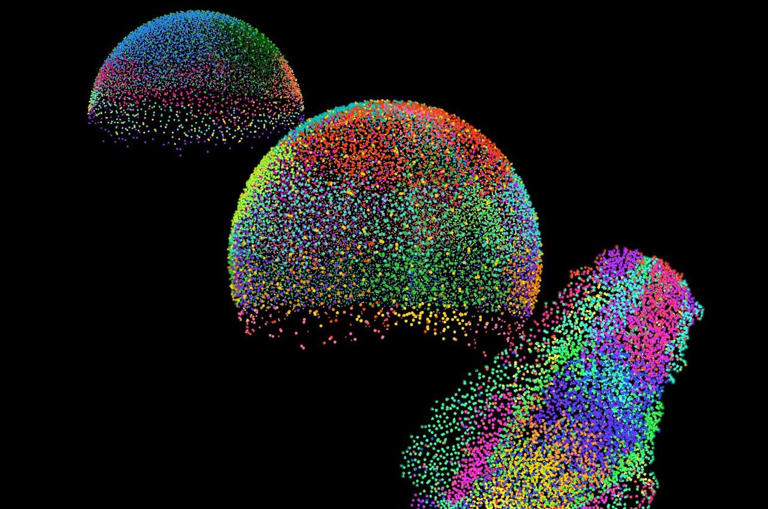 Embryogenesis in 4D: A developmental atlas for genes and cells