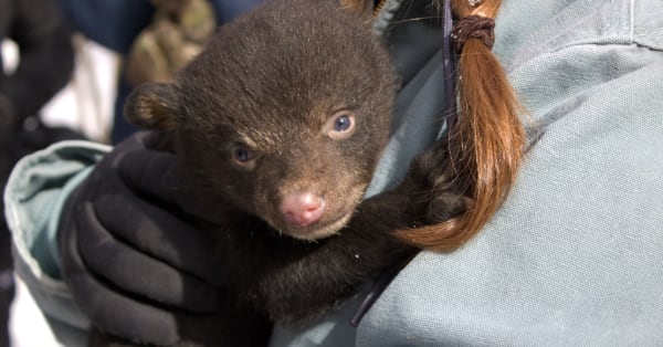Black bears waking up across Michigan; DNR shares safety tips