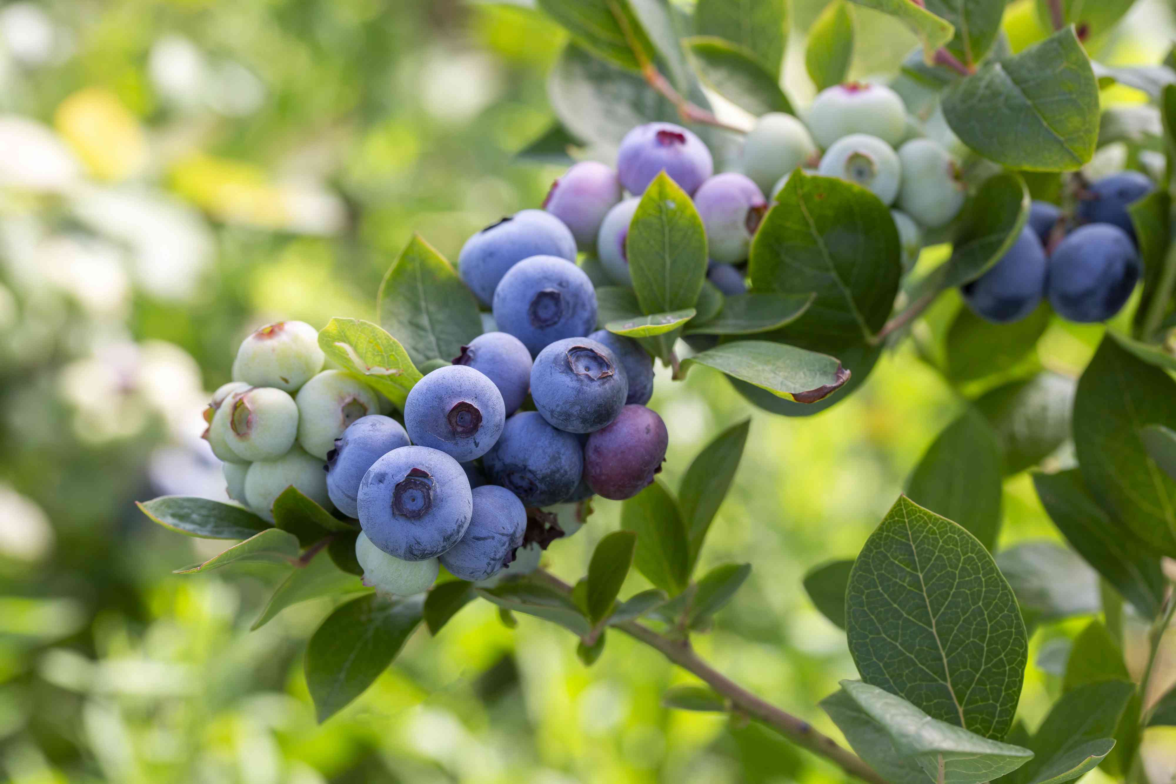How to grow delicious blueberries you can harvest year after year