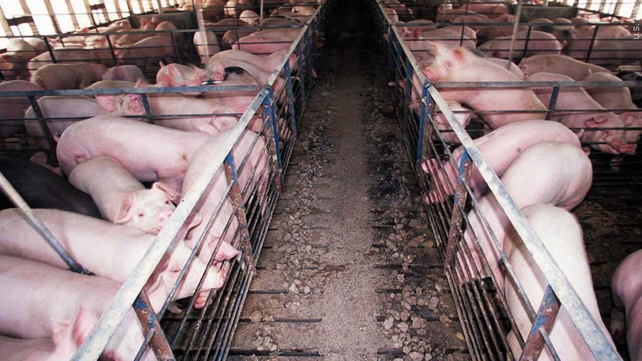 Barnes County approves permit for proposed hog farm