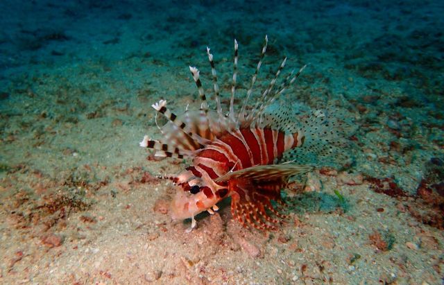 Experts baffled by 'perfect' invasive predator dominating state's coast ...