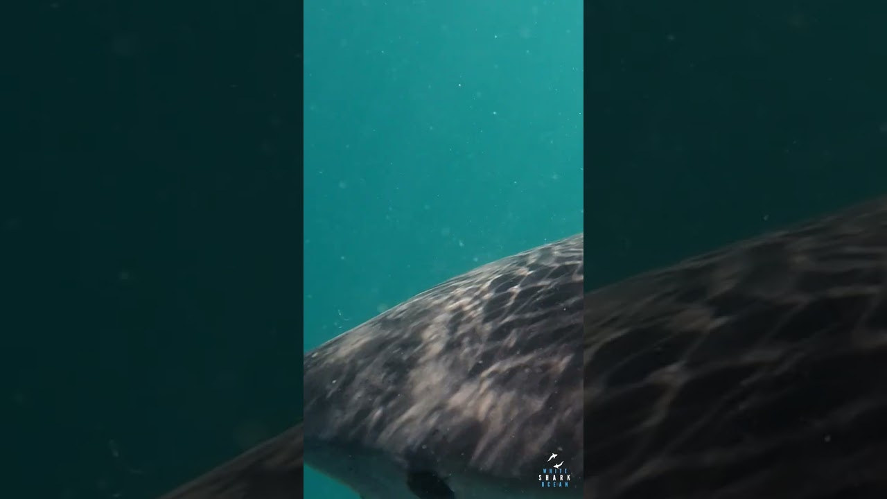 Huge Great White Dorsal Fin Cares The Surface