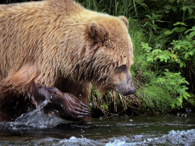 Unforgettable 7 day Alaska road trip: Kenai Fjords to Denali National Park
