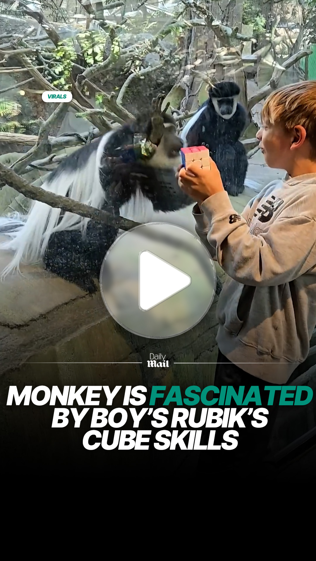 Monkey captivated by boy solving Rubik’s cube