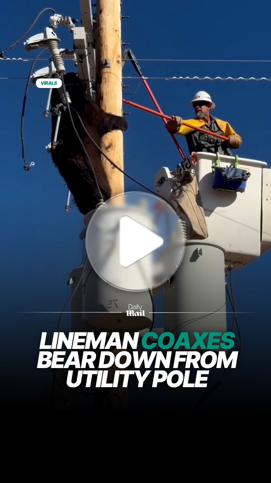 Utility worker carefully coaxes bear down from power pole