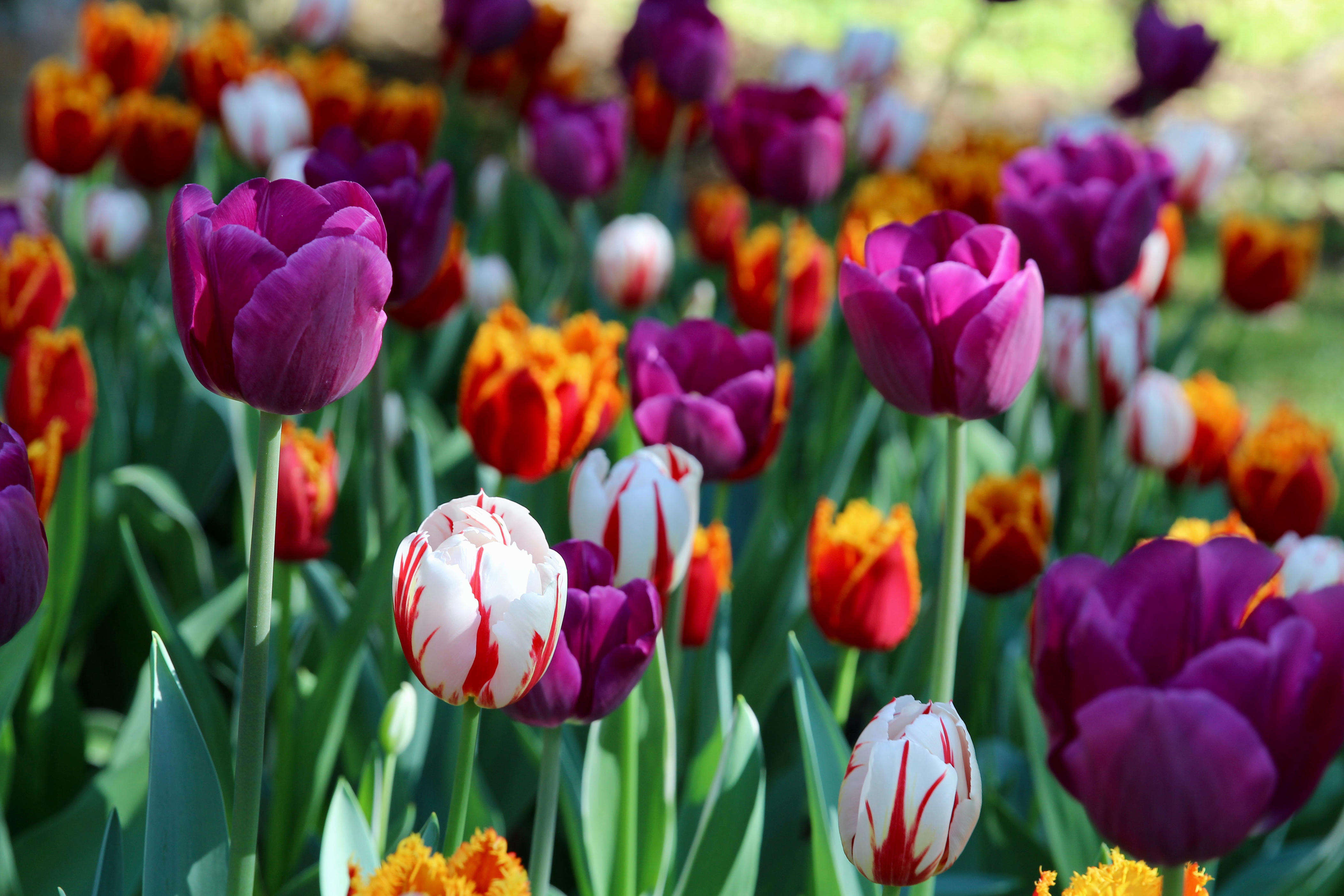 10 beautiful spring flowers that bloom just in time for Easter, from ...