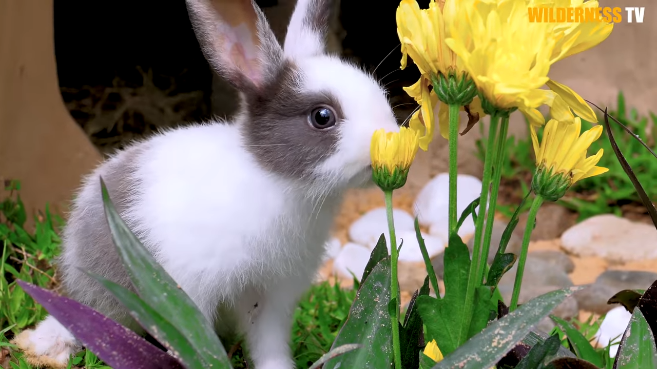 Watch a scared rabbit finally sleep safely in its new hobbit home