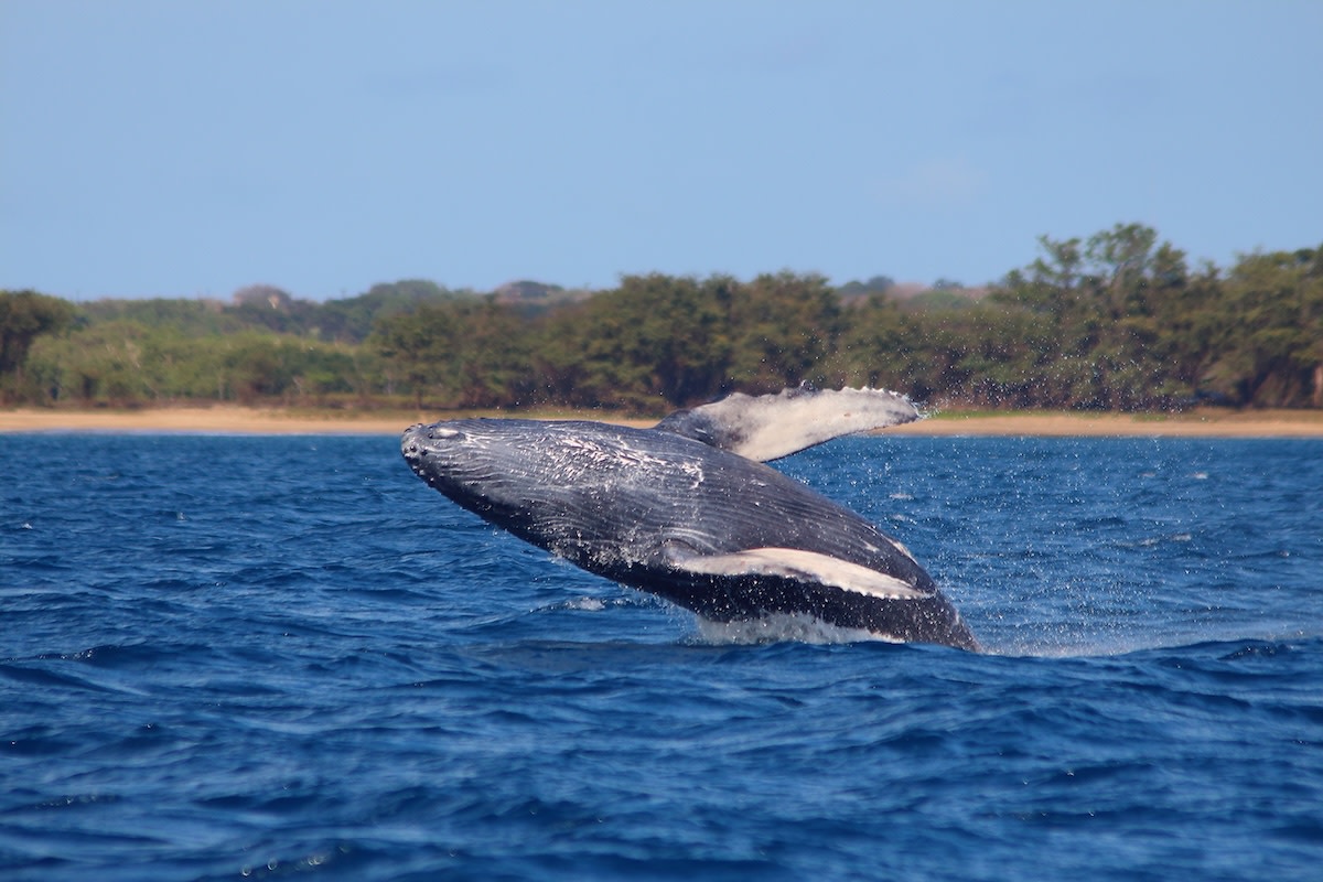 Three whales breach together in stunning display off Lahaina, Hawaii